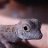 Geckos and Goannas