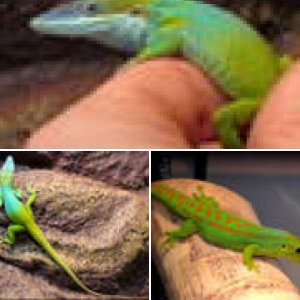 Jason Pierce gecko photos