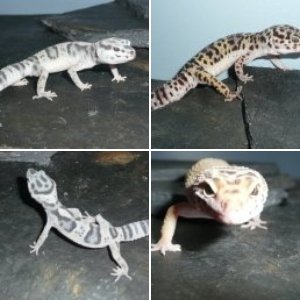some of my leopard geckos