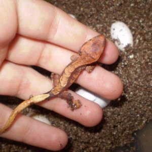 Crested Geckos - Hatchlings