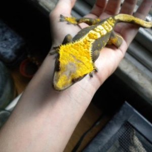 Crested Geckos - Adults - Males