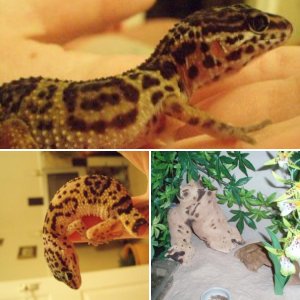 my viv and leos