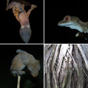 Geckos of Madagascar