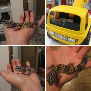 Stitch the leopard gecko