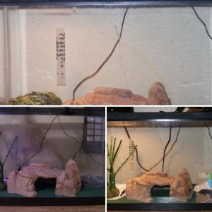 Tank Pics