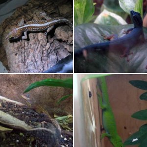Matt K's other herps and geckos: