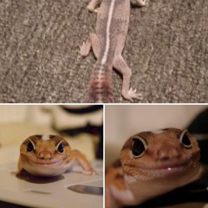 Fiyero