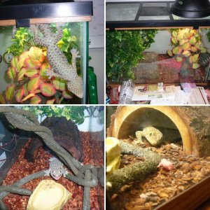 Crusher (Tokay)