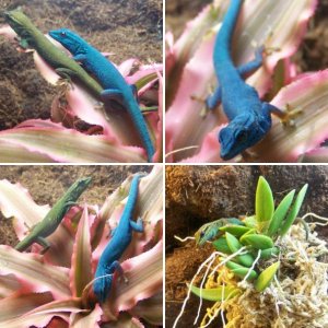 15 Gallon Lygodactylus williamsii Terrarium