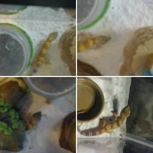 Leopard Geckos