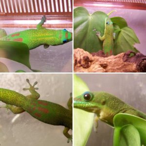 Beebo the Phelsuma l. laticauda Male