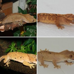 R. Ciliatus