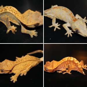 Geeeekos :)