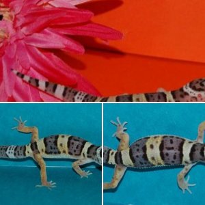 geckogirl123
