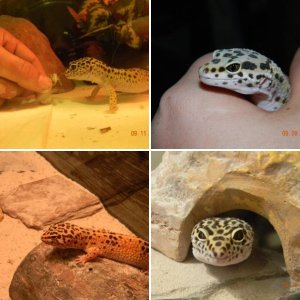 Geckos