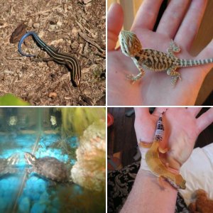 My Reptiles