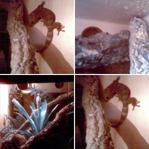 My Tokays (Gekko Gecko) Shiva & Ifrit