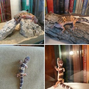Gecko Eva