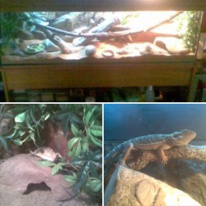 My Other Lizards