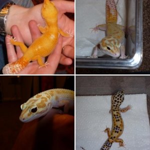 Our gecko family