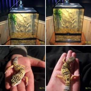 Geckos :)