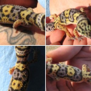 My fancy Leo