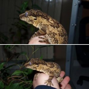 Rhacodactylus auriculatus