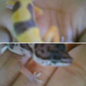 leopard geckos