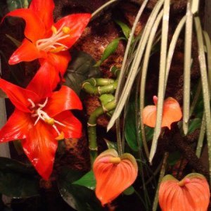 Red Eye Tree Frogs