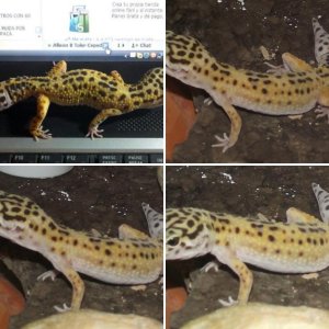 Ugly Betty (rescued leo)