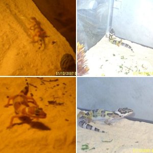 my geckos