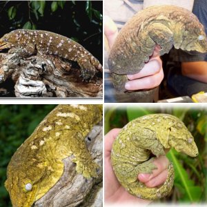 GEcko of my dreams: