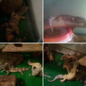 Leopard Geckos!!