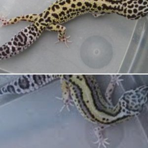 mack snow stripe het for tremper albino