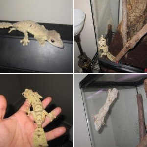 Henkeli