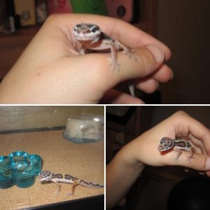 Baby Monty