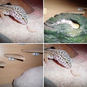 leopard gecko pictures