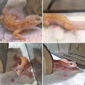my new leopard gecko Orion and Skyler