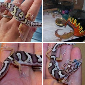 My New Hatchling Leos!