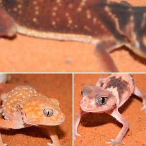 Nephrurus