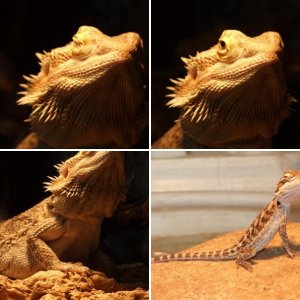 Bearded dragon