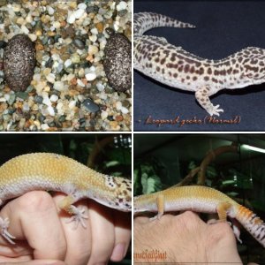 Leopard gecko