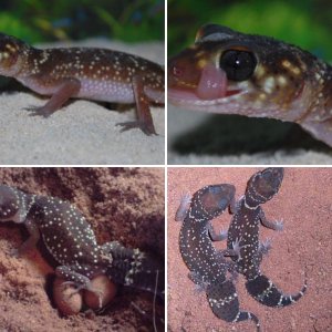 Thick-Tailed Gecko - Underwoodisaurus Milii