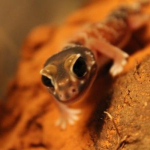 nephrurus levis levis