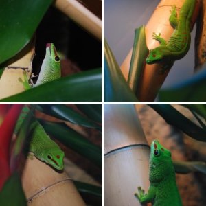 My Giant day gecko