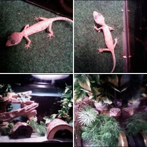 My little leos