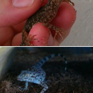 Rough tailed bow-fingered geckos - Cyrtopodion Scabrum