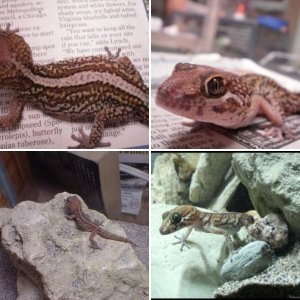 Pictus geckos - Paroedura Picta