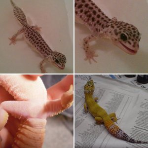Leopard geckos - eublepharis macularius