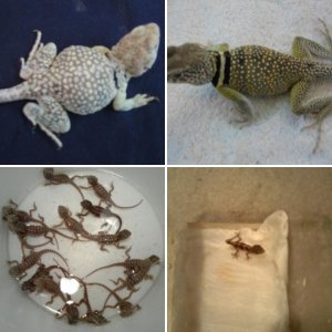 My Reptiles